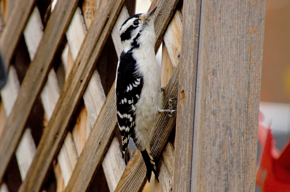 Downy Woodpecker - ML644604526