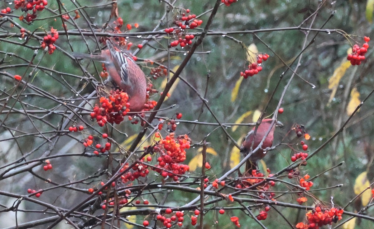 konglebit - ML644604535