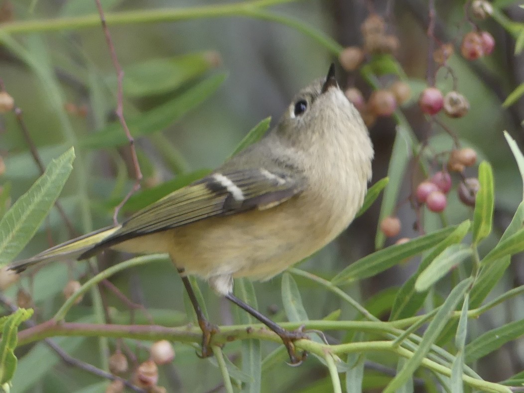 Ruby-crowned Kinglet - ML644604538