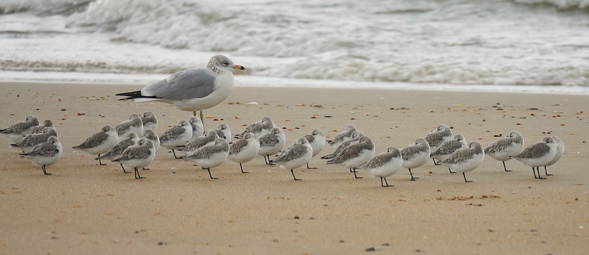 三趾濱鷸 - ML644604539