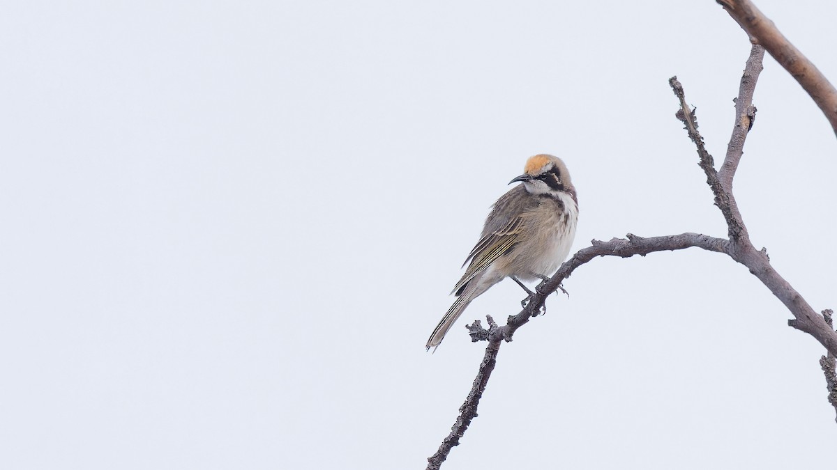 Tawny-crowned Honeyeater - ML644604543