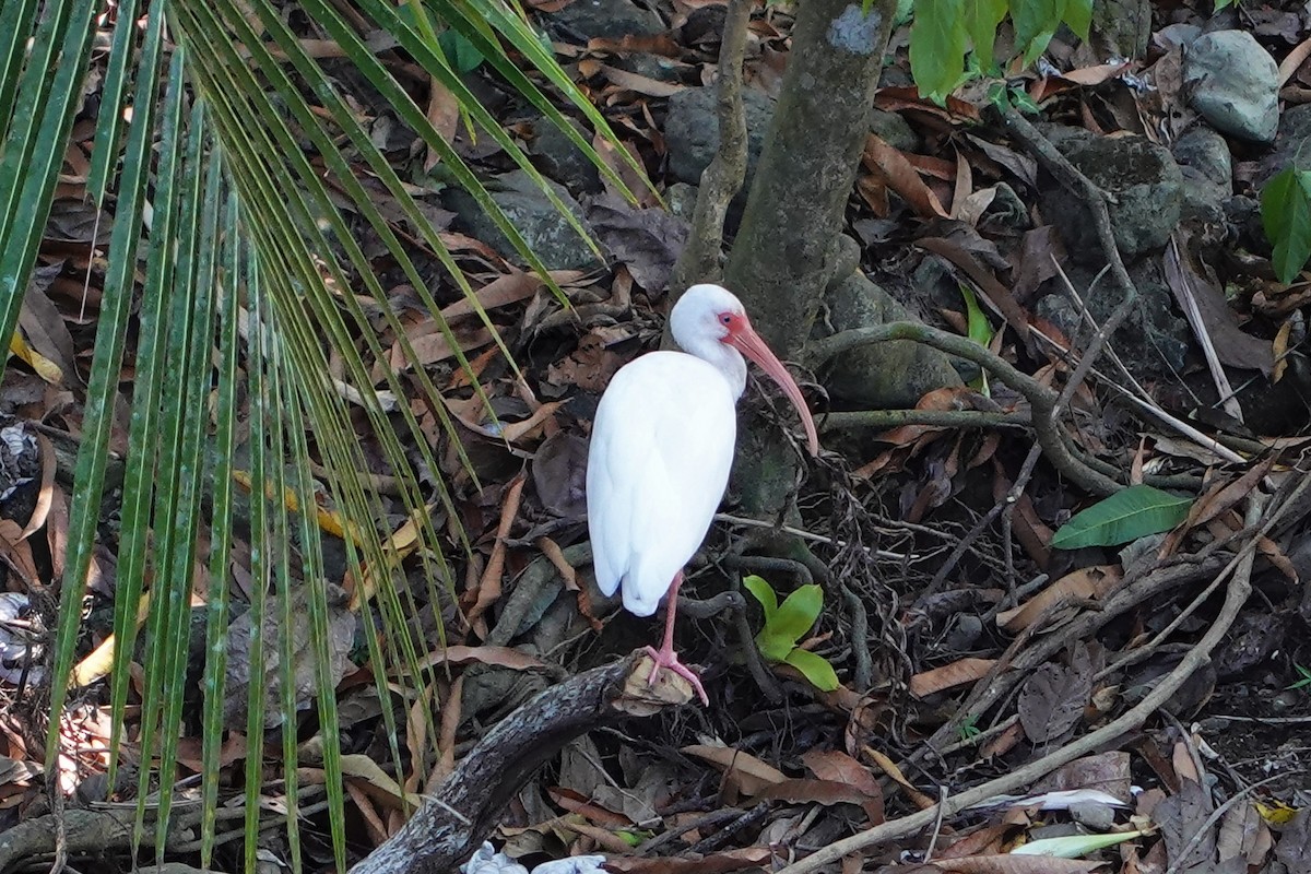 White Ibis - ML644604544