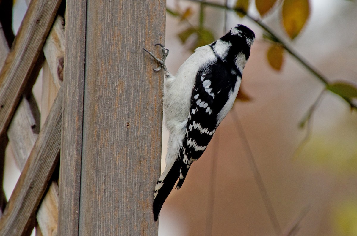 Downy Woodpecker - ML644604558