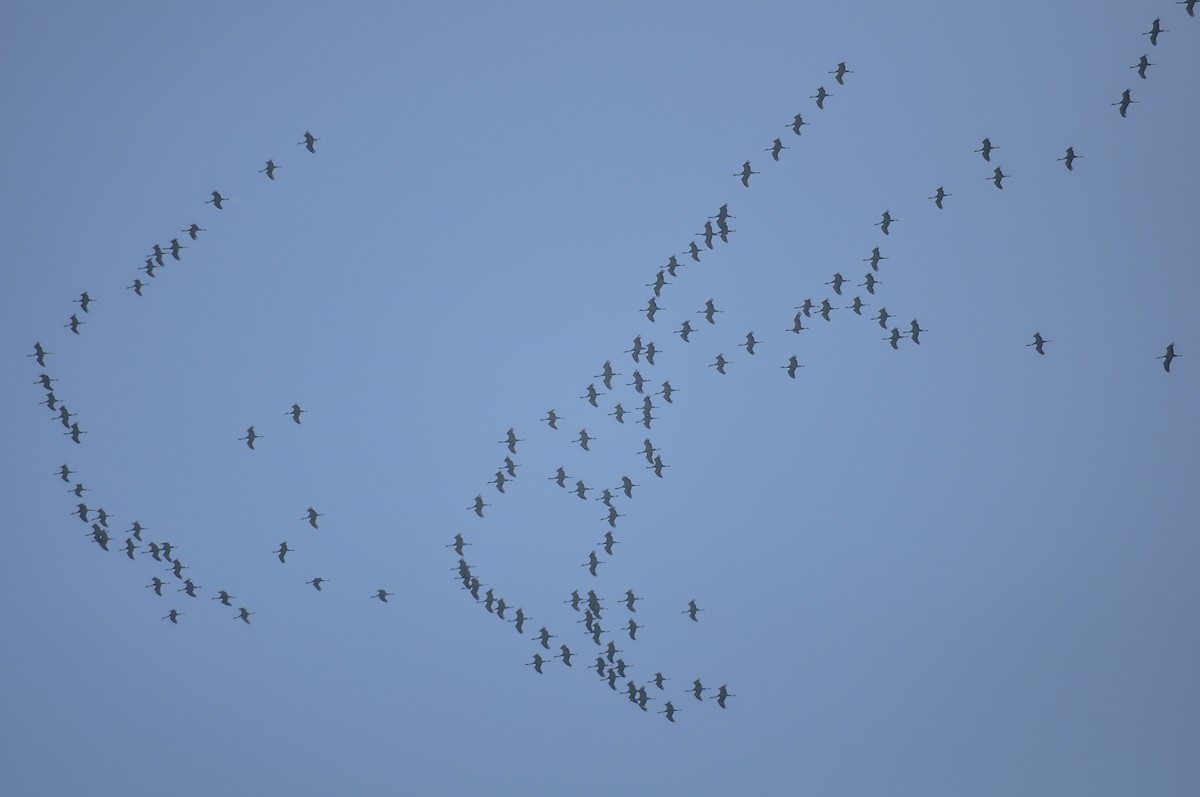 Demoiselle Crane - ML644604559