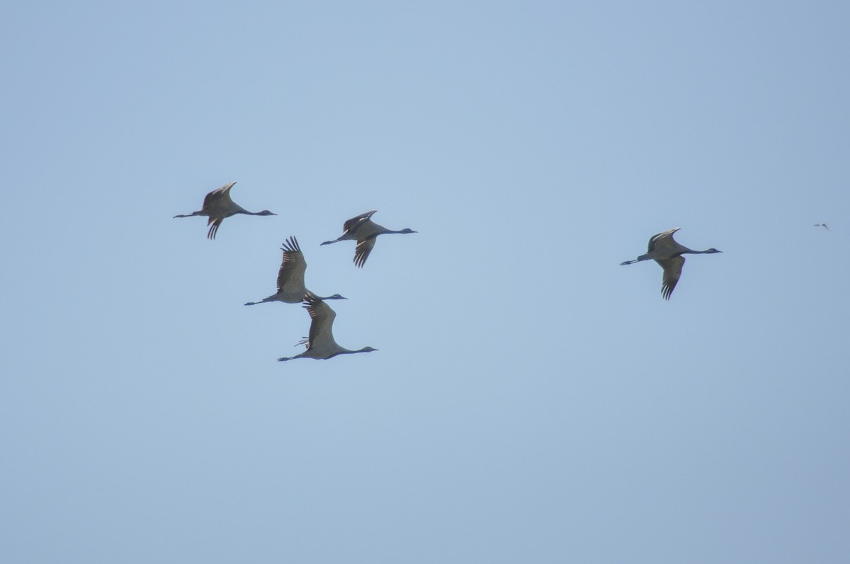 Demoiselle Crane - ML644604561