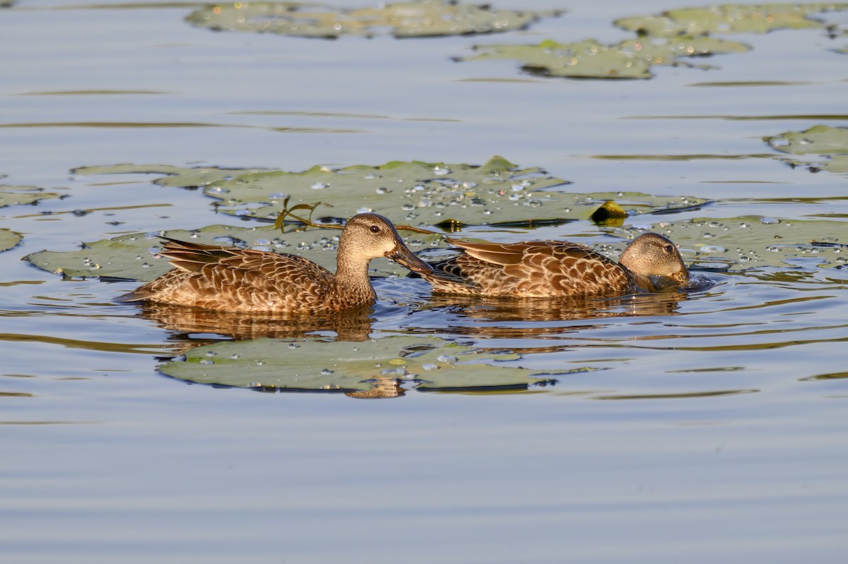 ミカヅキシマアジ - ML644604564