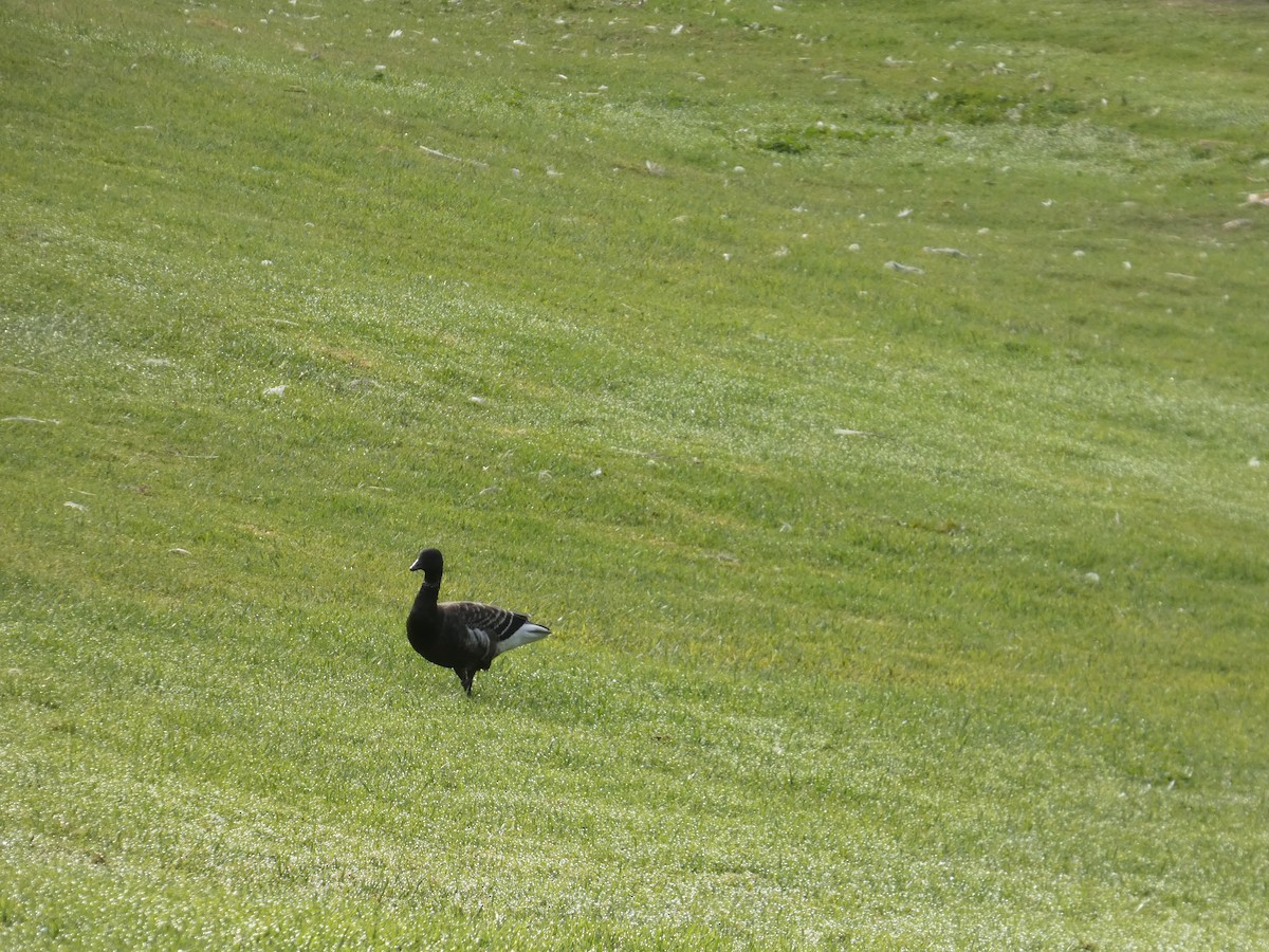 ringgås (nigricans) - ML644604573