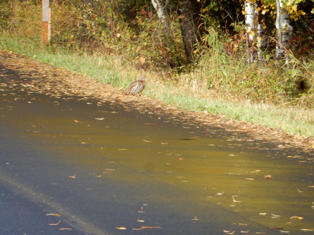 Ruffed Grouse - ML644604574