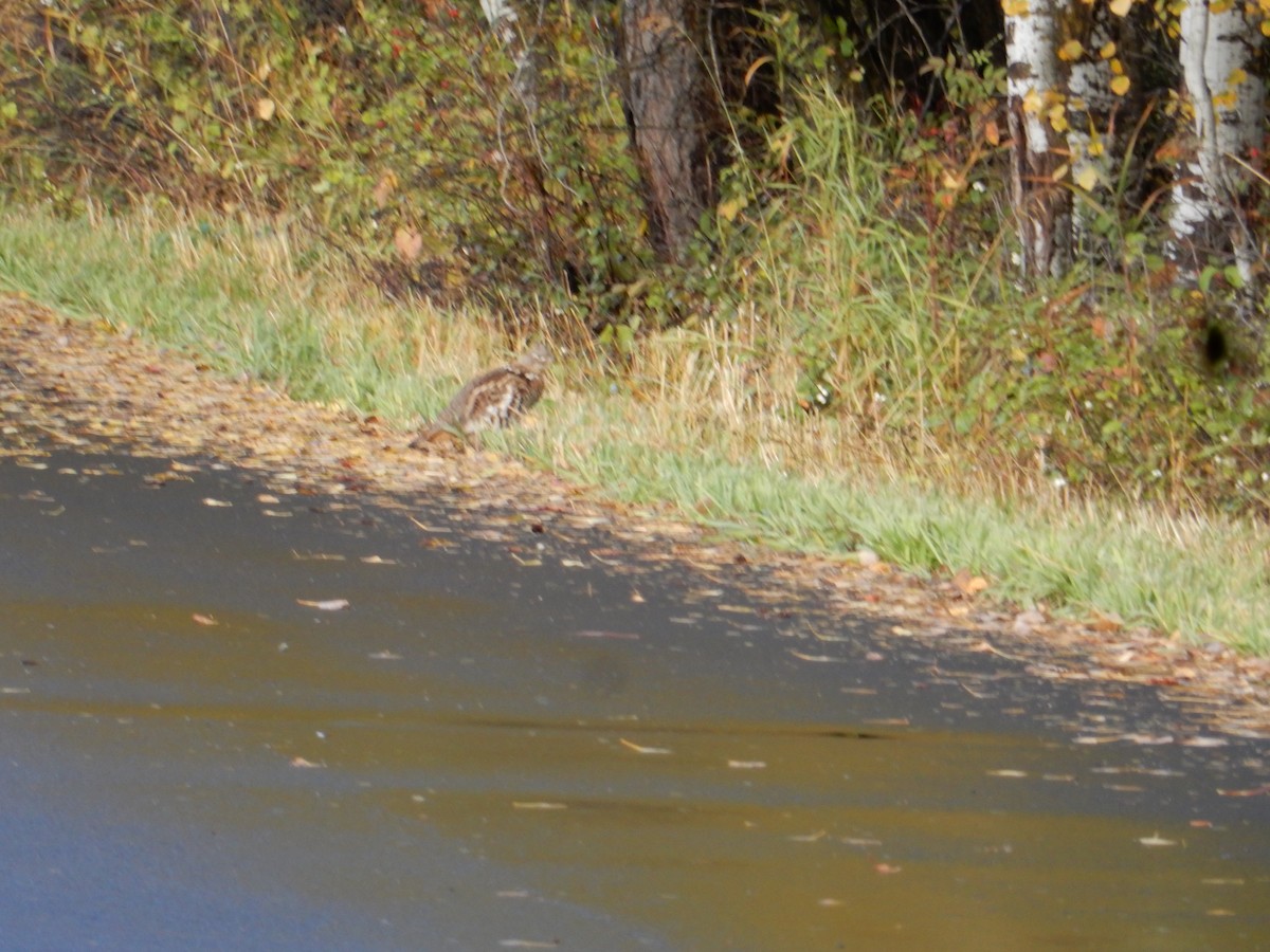 Ruffed Grouse - ML644604575