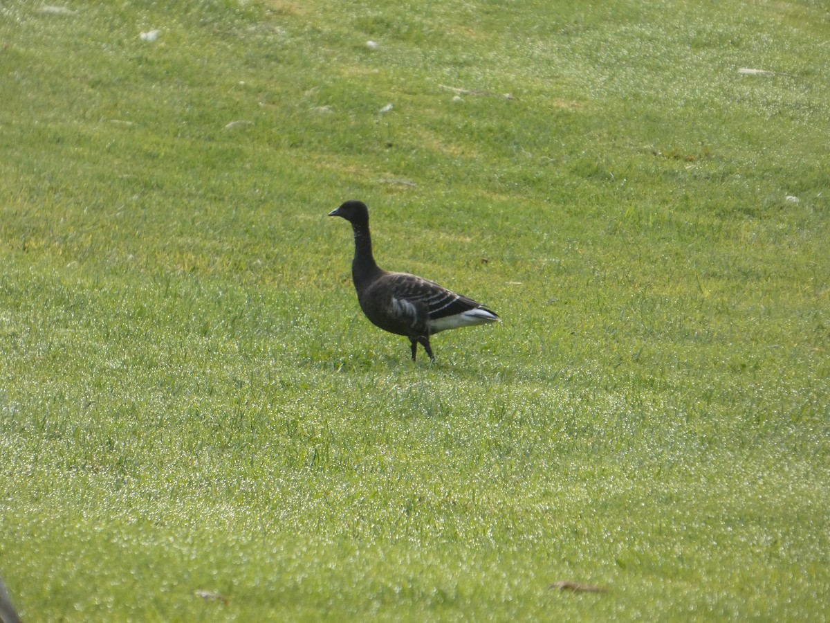 ringgås (nigricans) - ML644604582