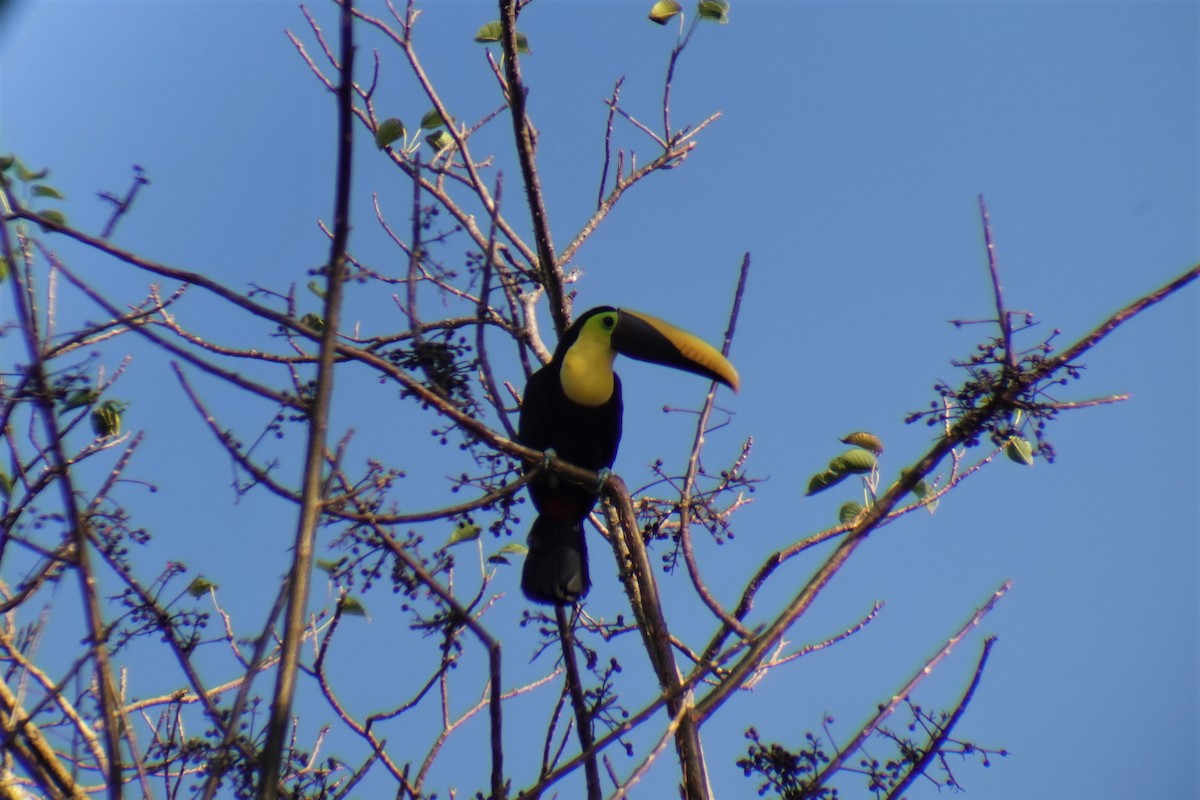 Yellow-throated Toucan - ML644604585