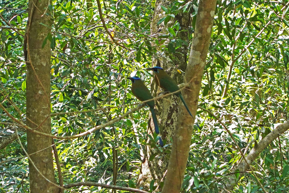 Lesson's Motmot - ML644604587