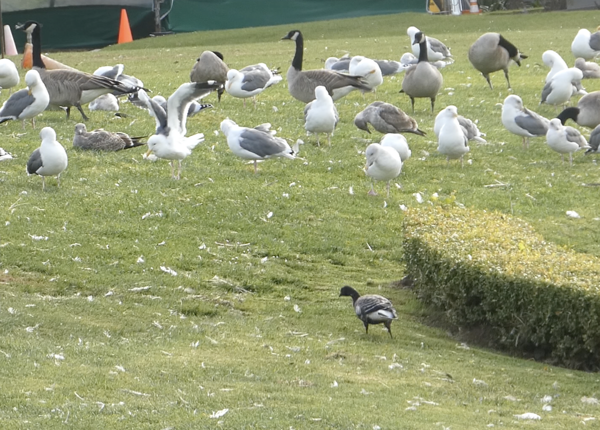 ringgås (nigricans) - ML644604605