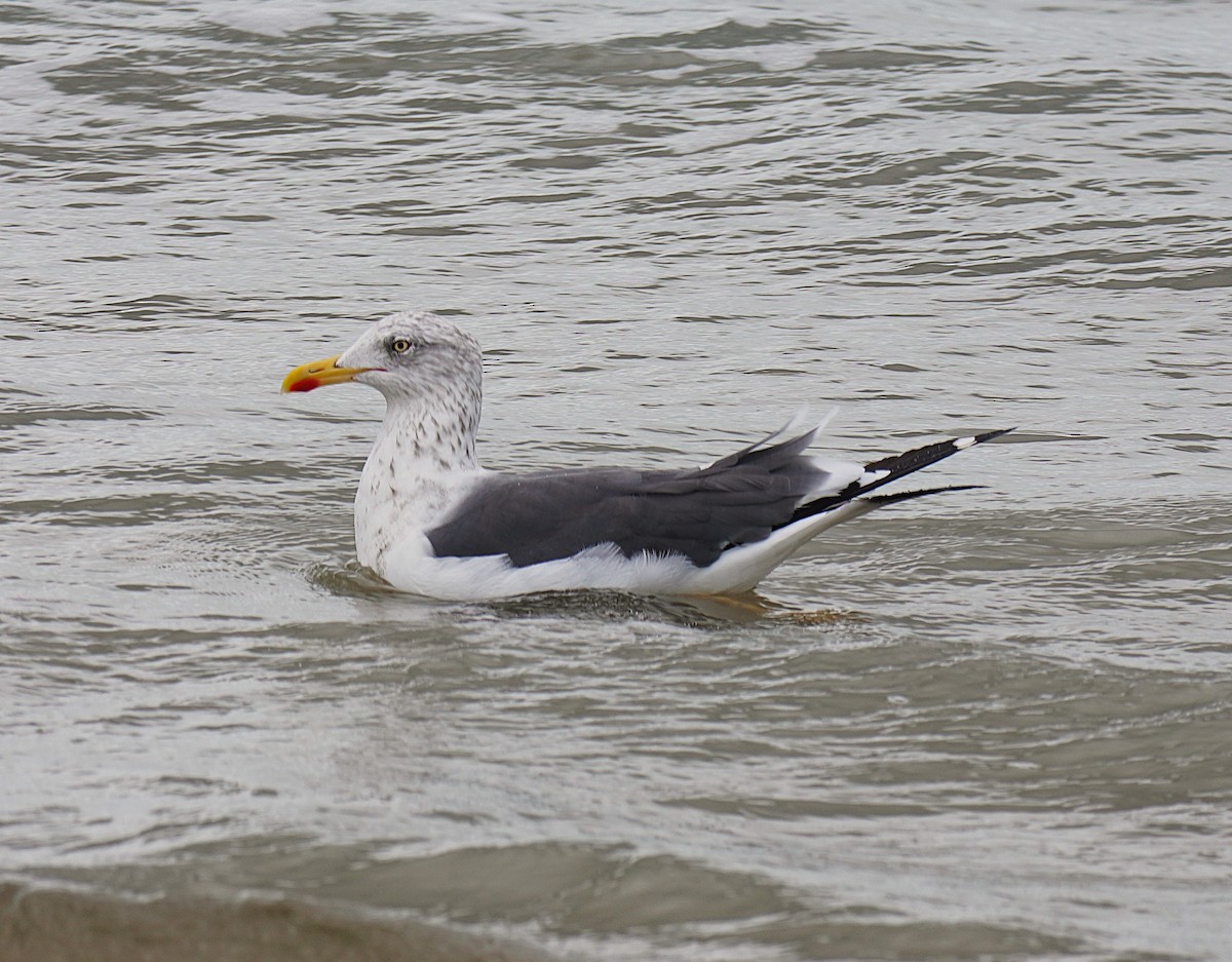 Heringsmöwe - ML644604607