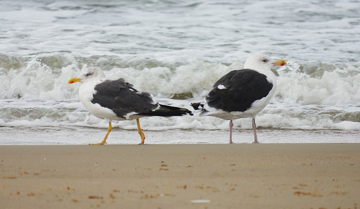 Heringsmöwe - ML644604608