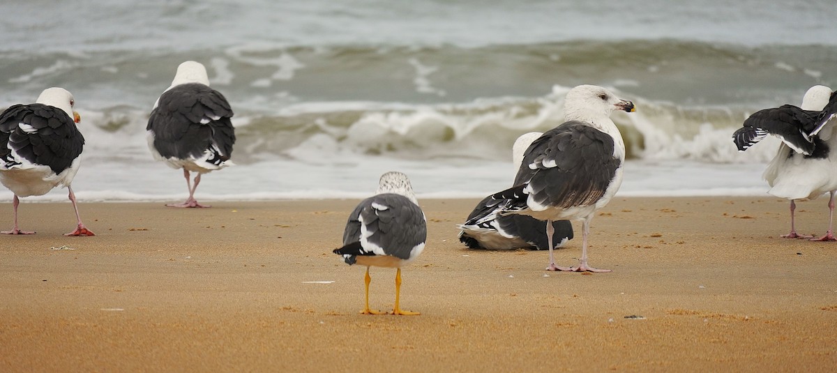 Heringsmöwe - ML644604609