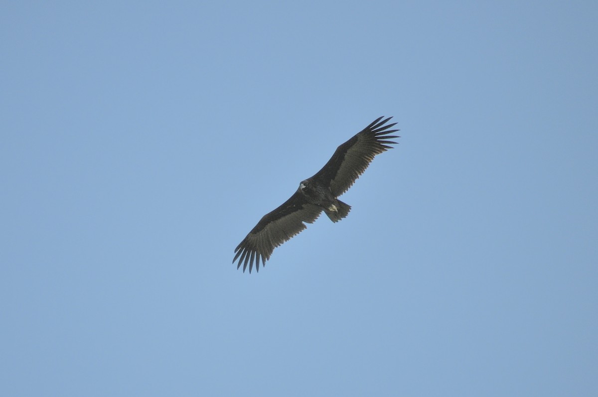 Cinereous Vulture - ML644604616
