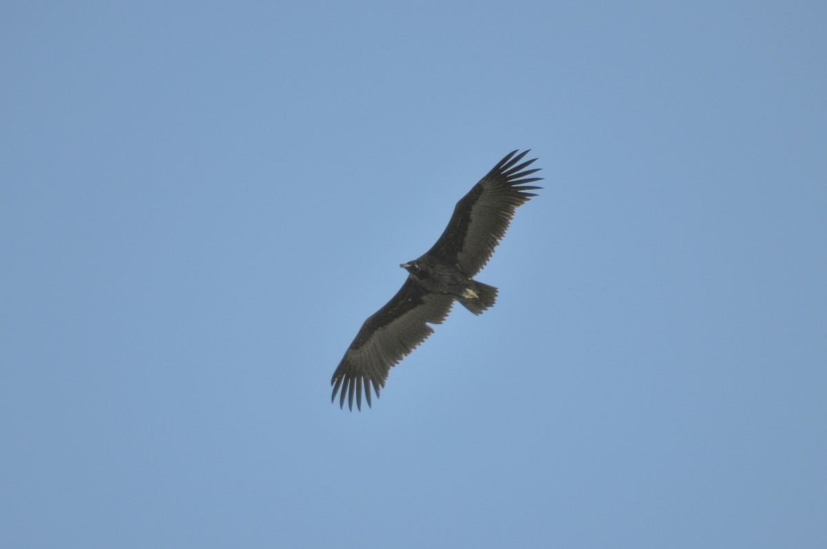 Cinereous Vulture - ML644604617