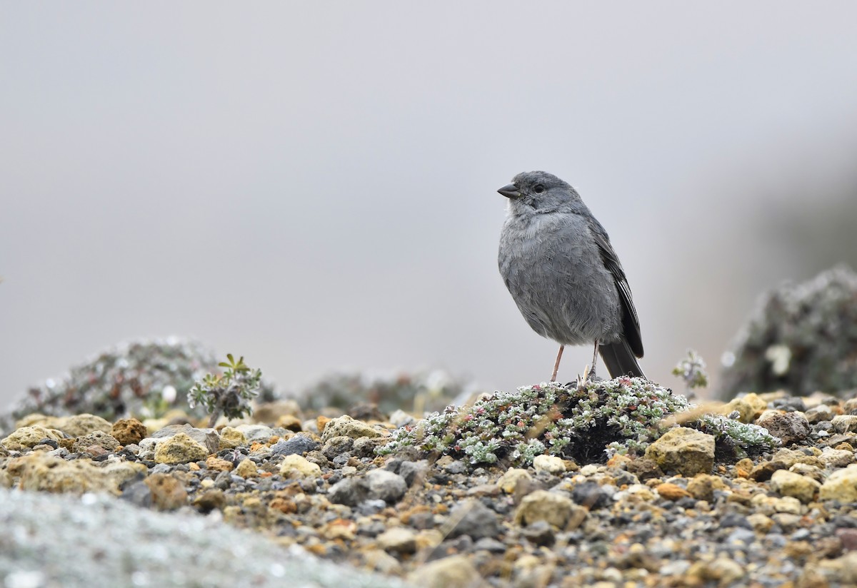 Plumbeous Sierra Finch - ML644604629