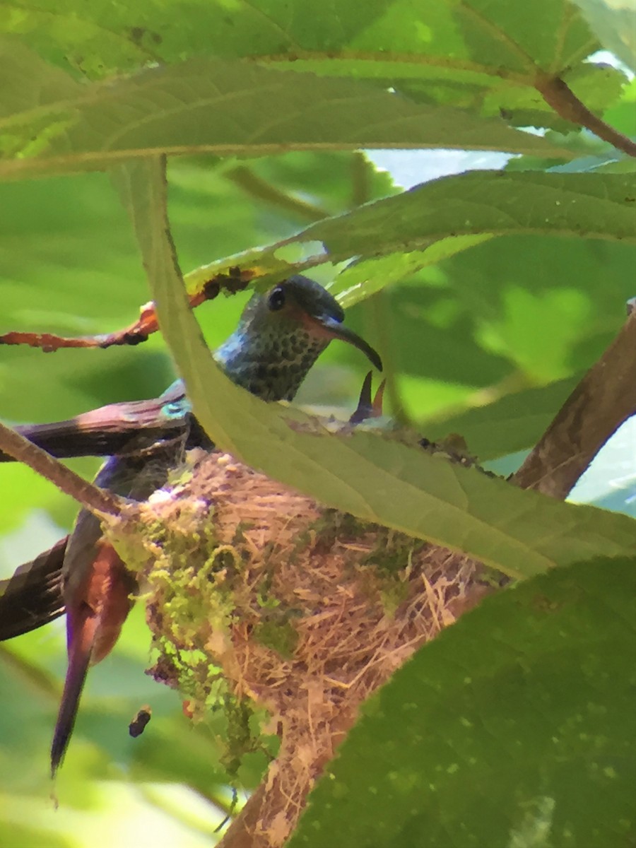 Rufous-tailed Hummingbird - ML644604667