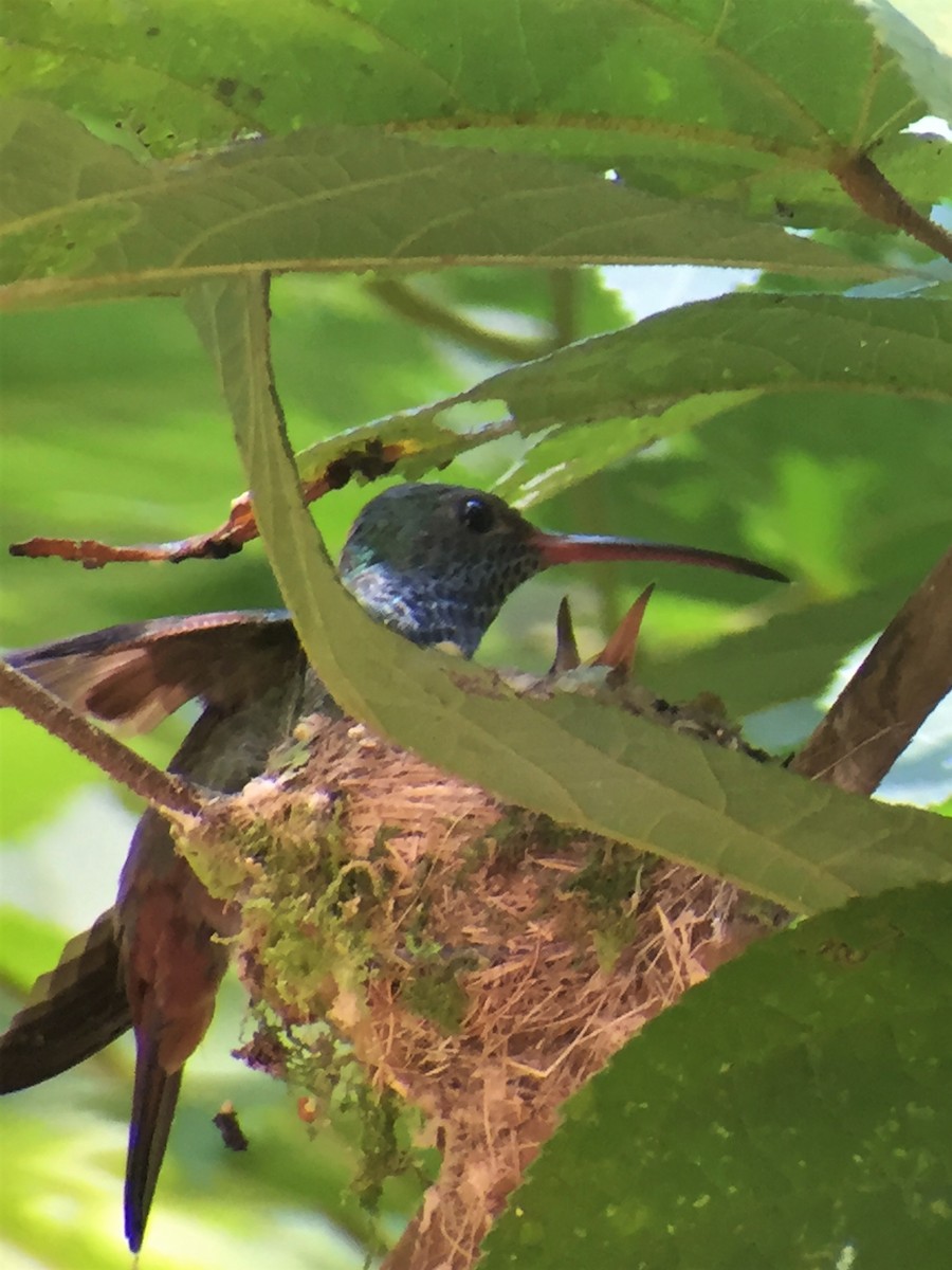 Rufous-tailed Hummingbird - ML644604669