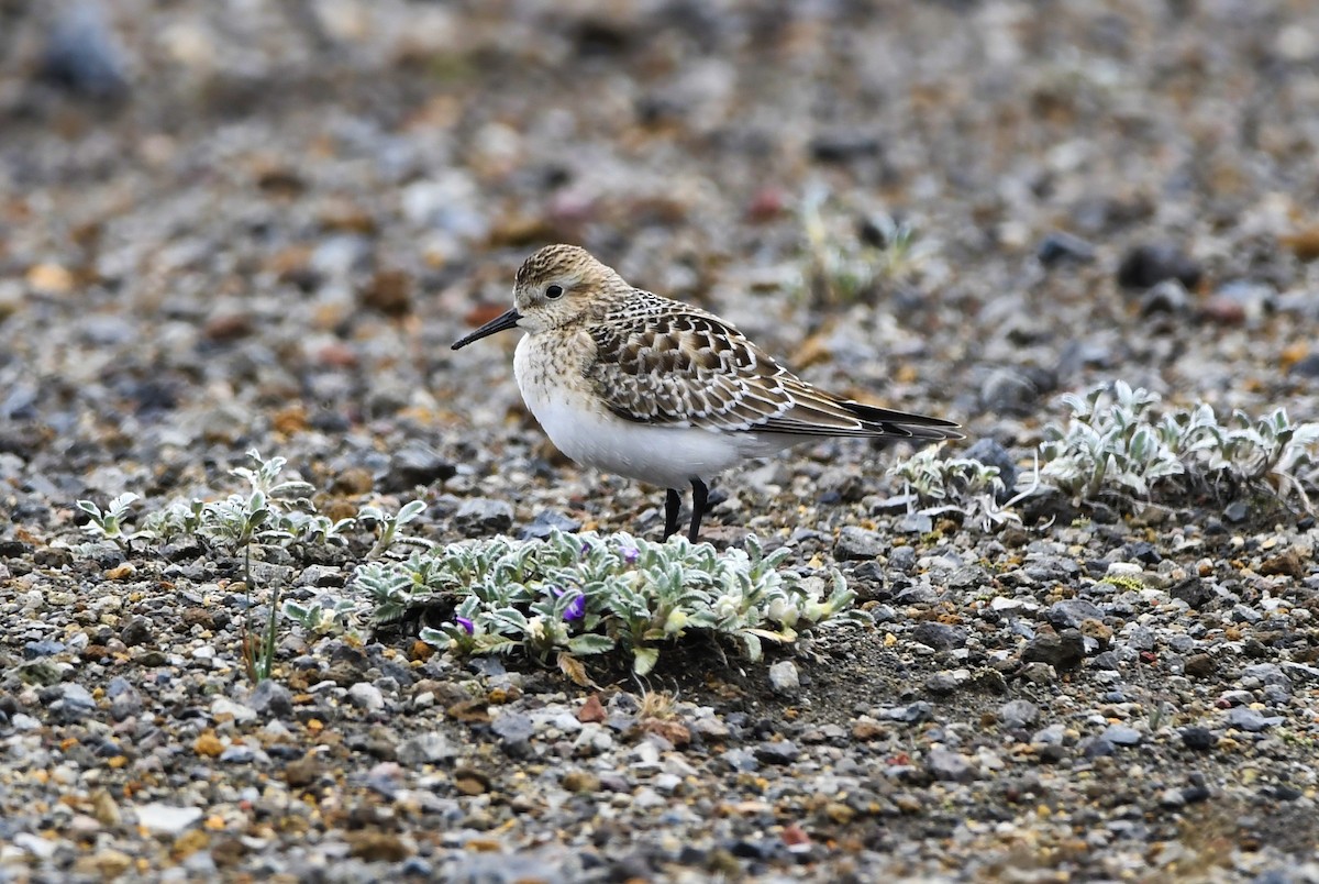 jespák dlouhokřídlý - ML644604679