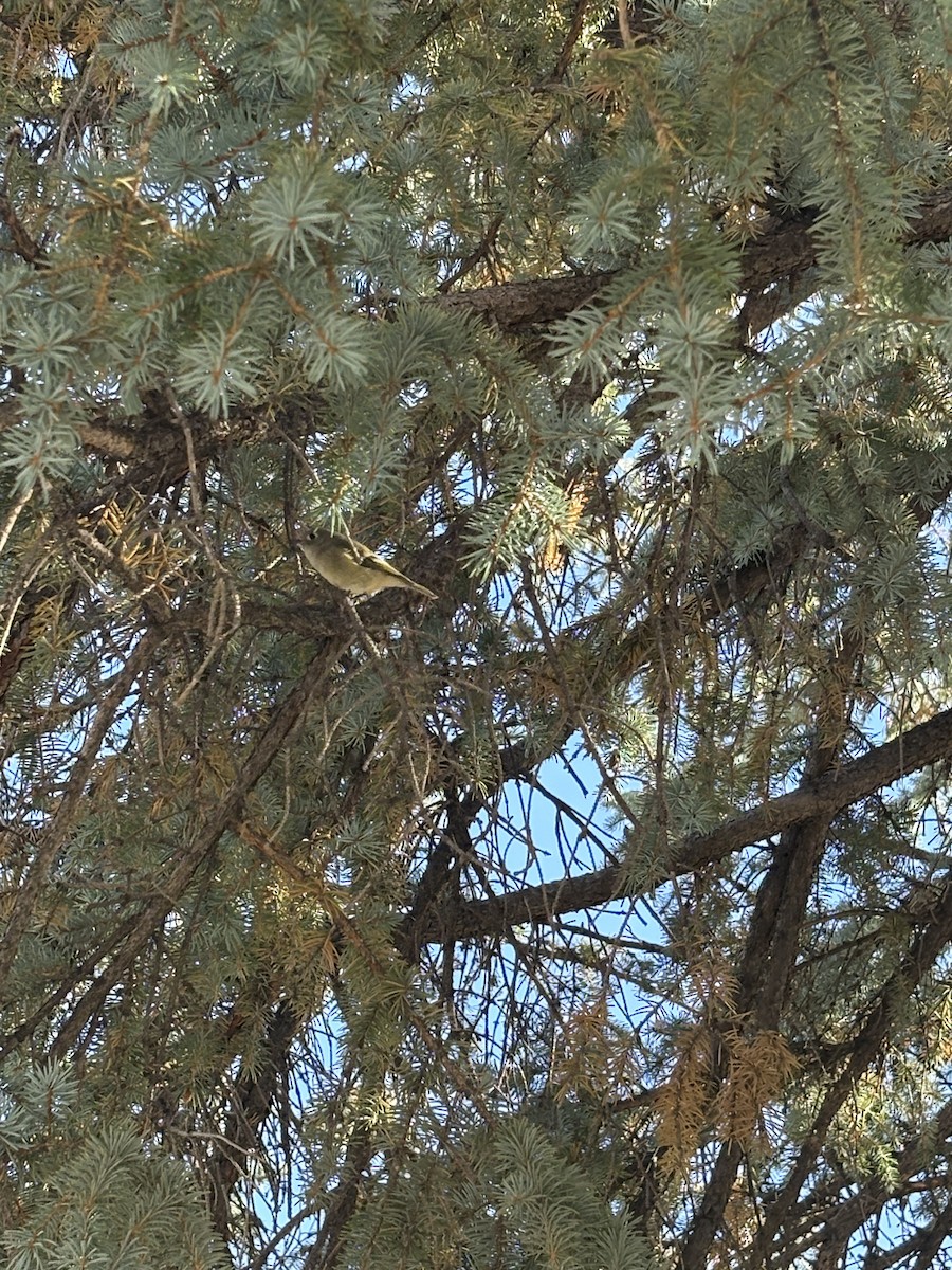 Ruby-crowned Kinglet - ML644604693