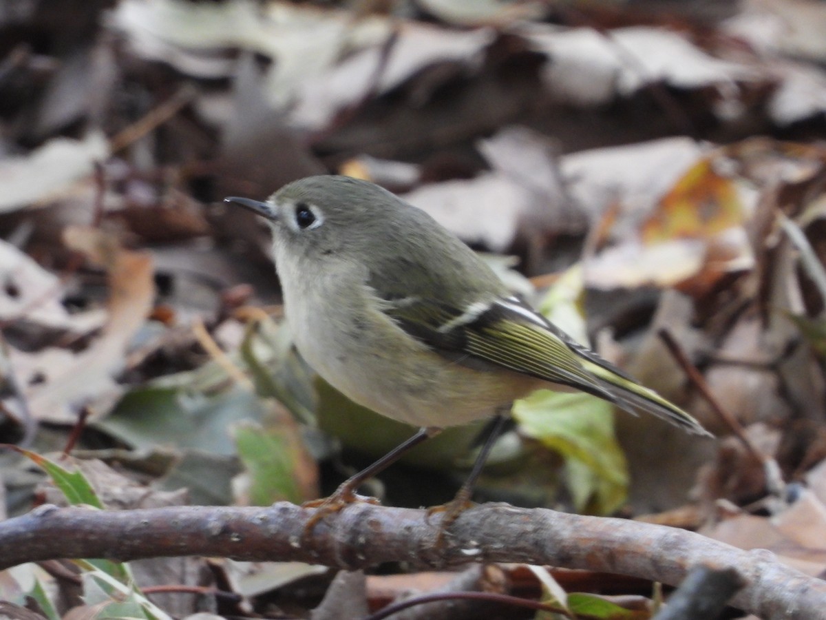 Ruby-crowned Kinglet - ML644604701