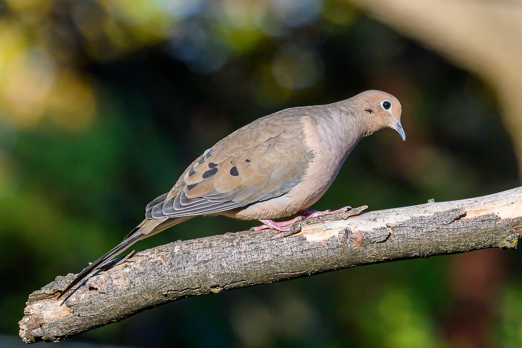 ナゲキバト - ML644604705