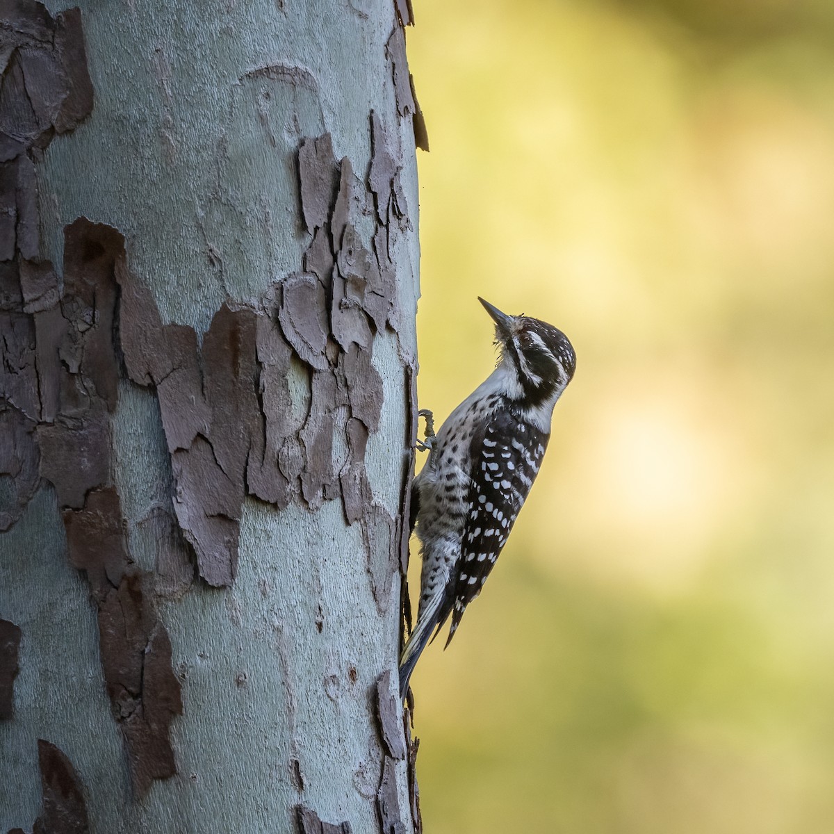 シロハラシマアカゲラ - ML644604713
