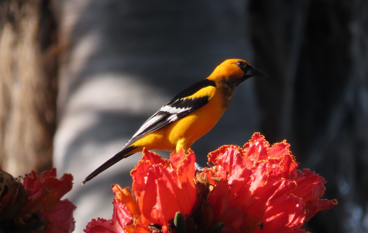 Altamira Oriole - ML644604714