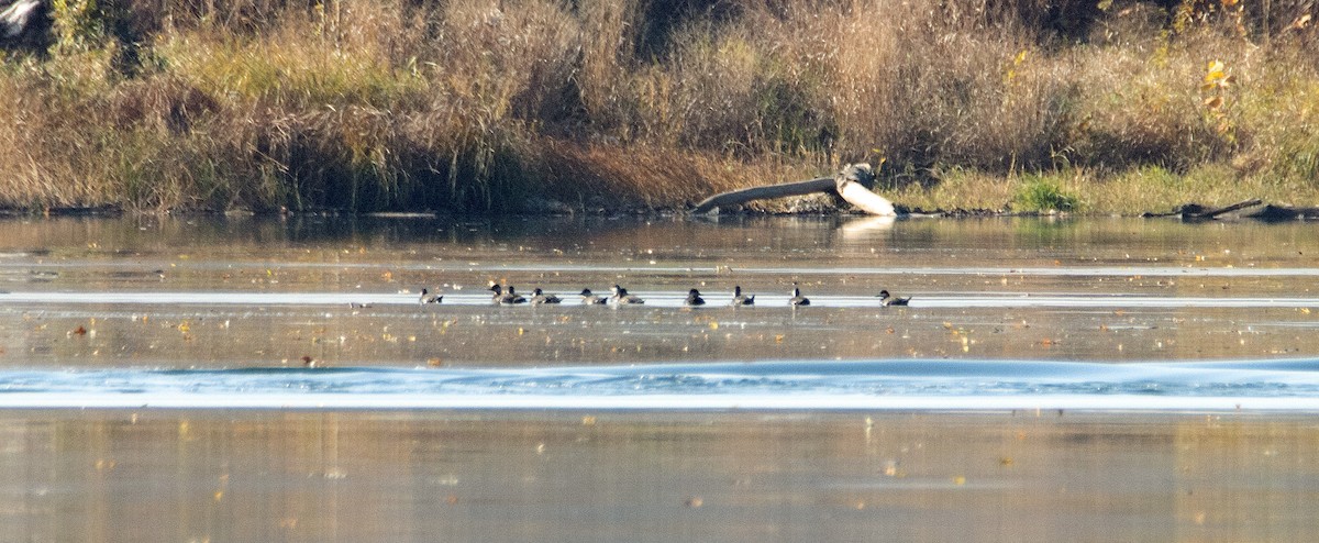 Black Scoter - ML644604717