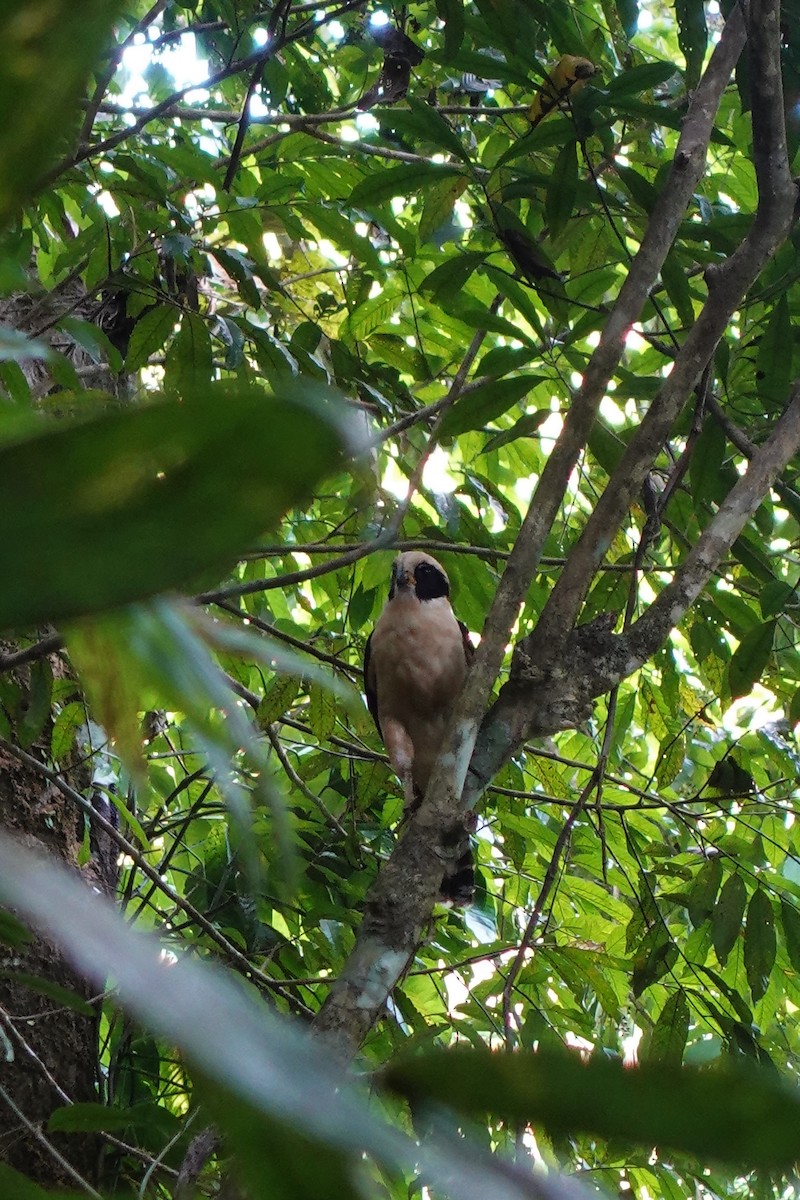 Laughing Falcon - ML644604718