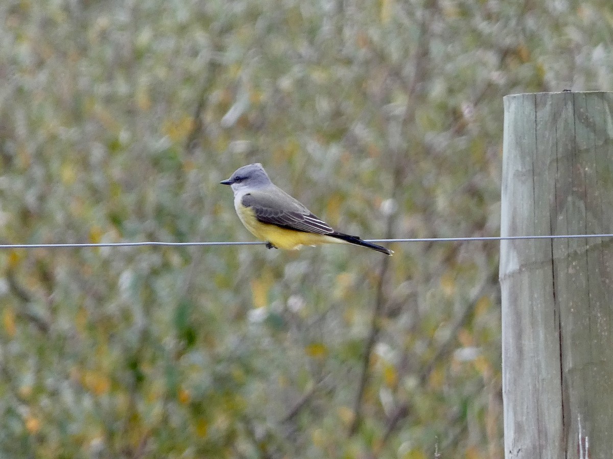 Western Kingbird - ML644604732