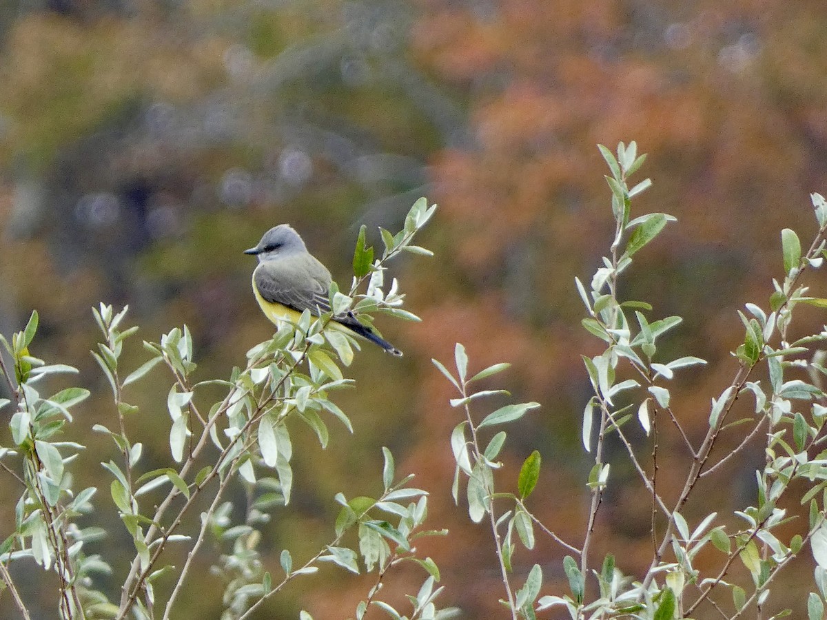 Western Kingbird - ML644604734