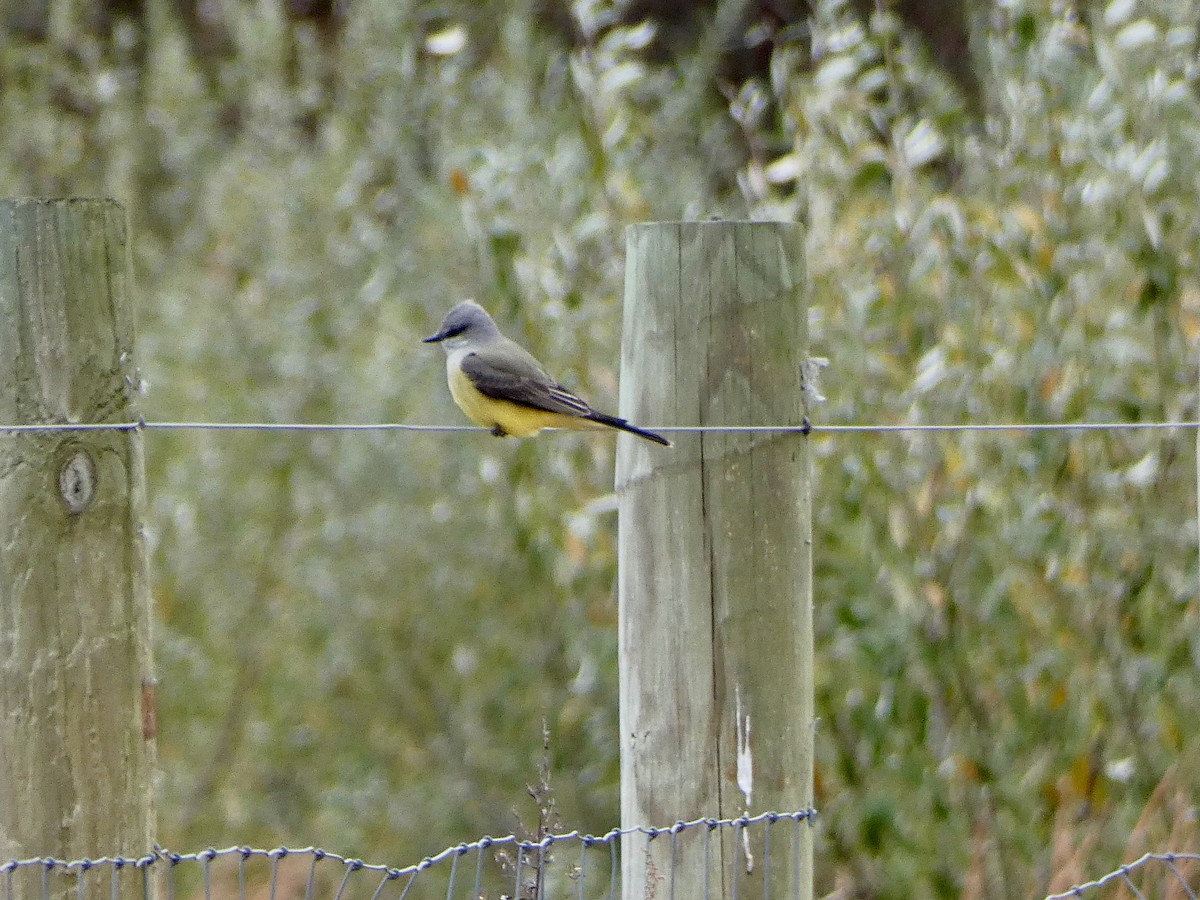 Western Kingbird - ML644604735