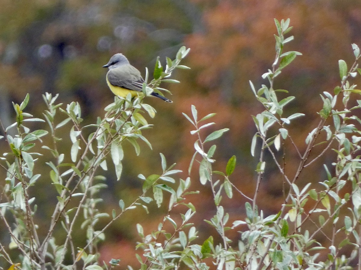 Western Kingbird - ML644604736