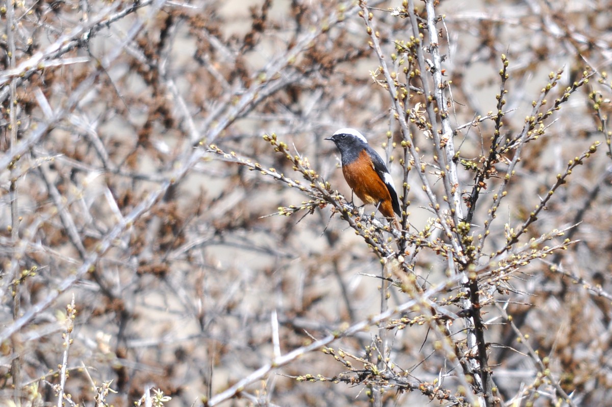 White-winged Redstart - ML644604742