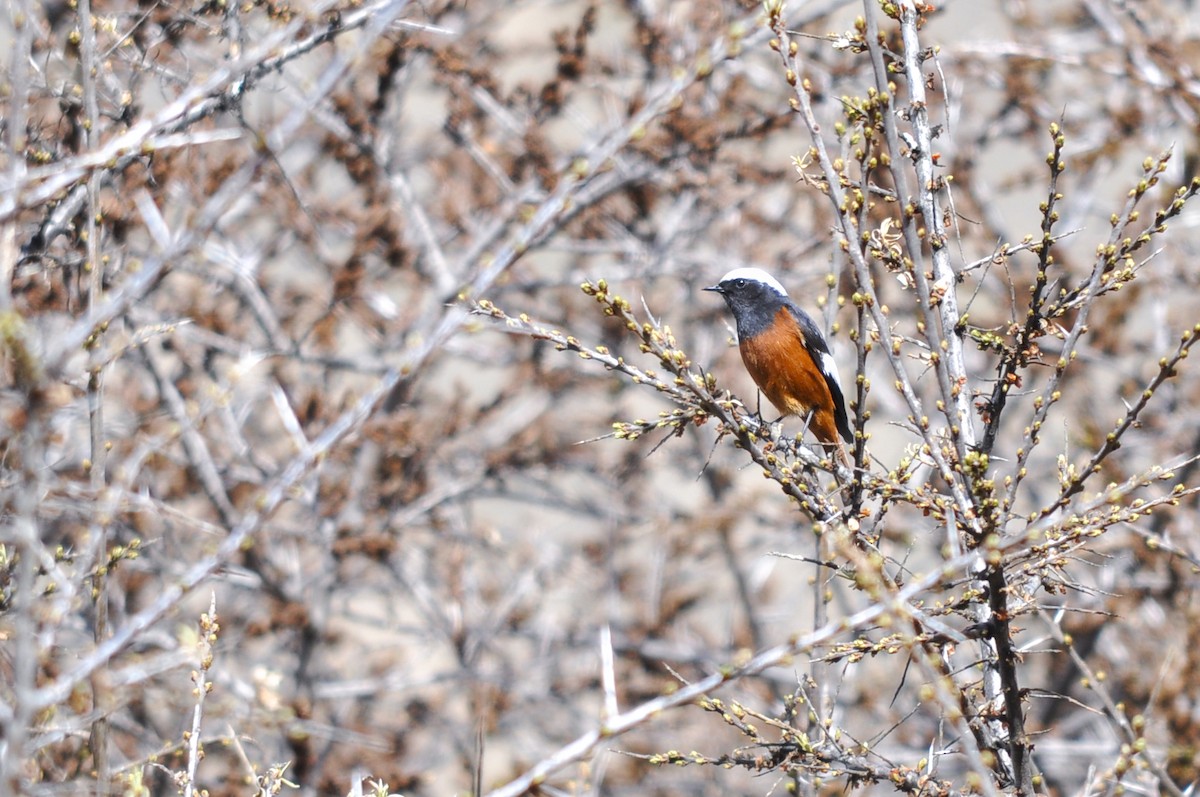 White-winged Redstart - ML644604743