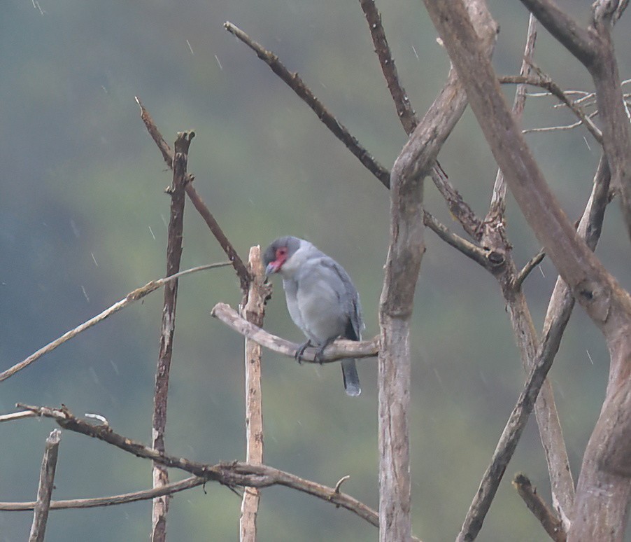 Tityre masqué - ML644604754