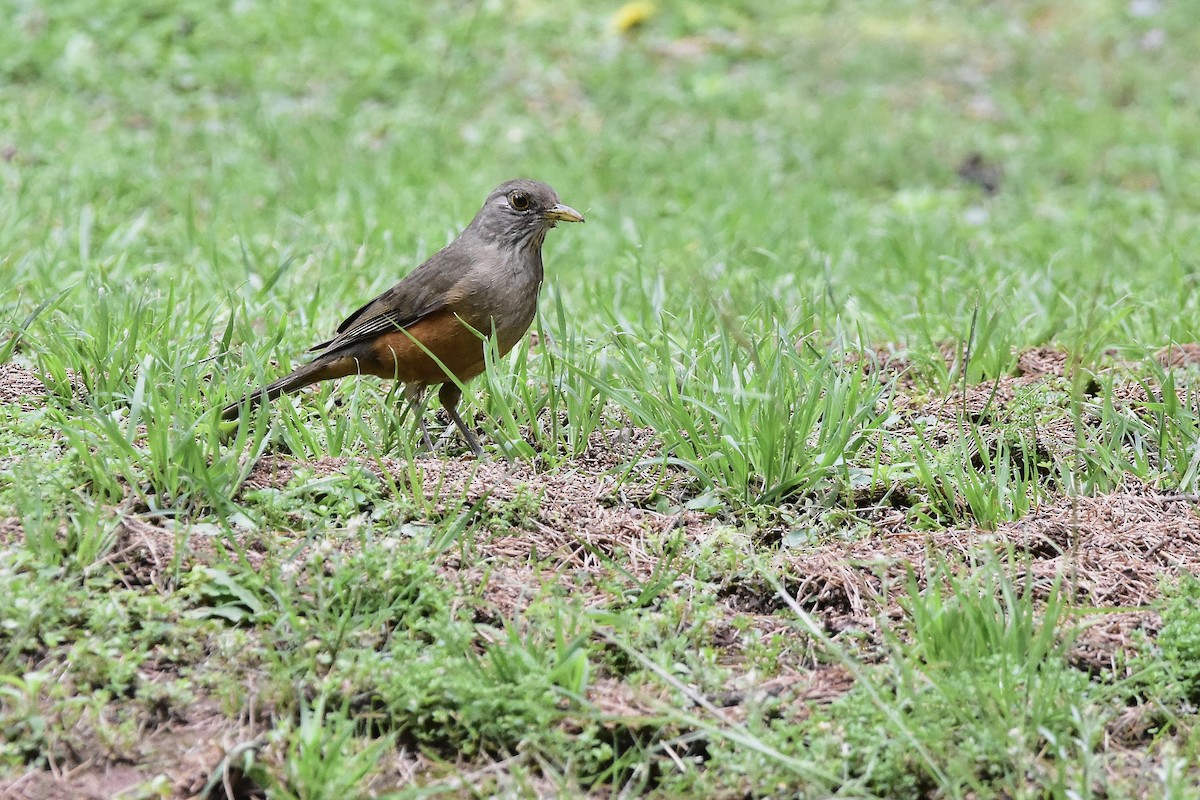 Rufous-bellied Thrush - ML644604777