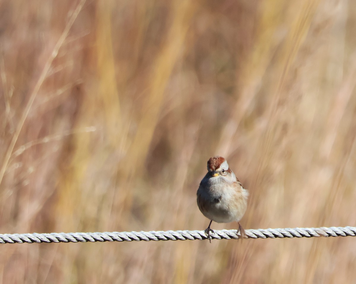 ムナフヒメドリ - ML644604778