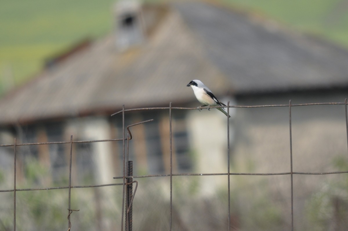 Schwarzstirnwürger - ML644604782