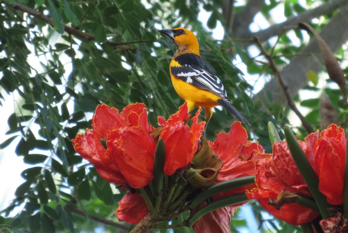 Altamira Oriole - ML644604785