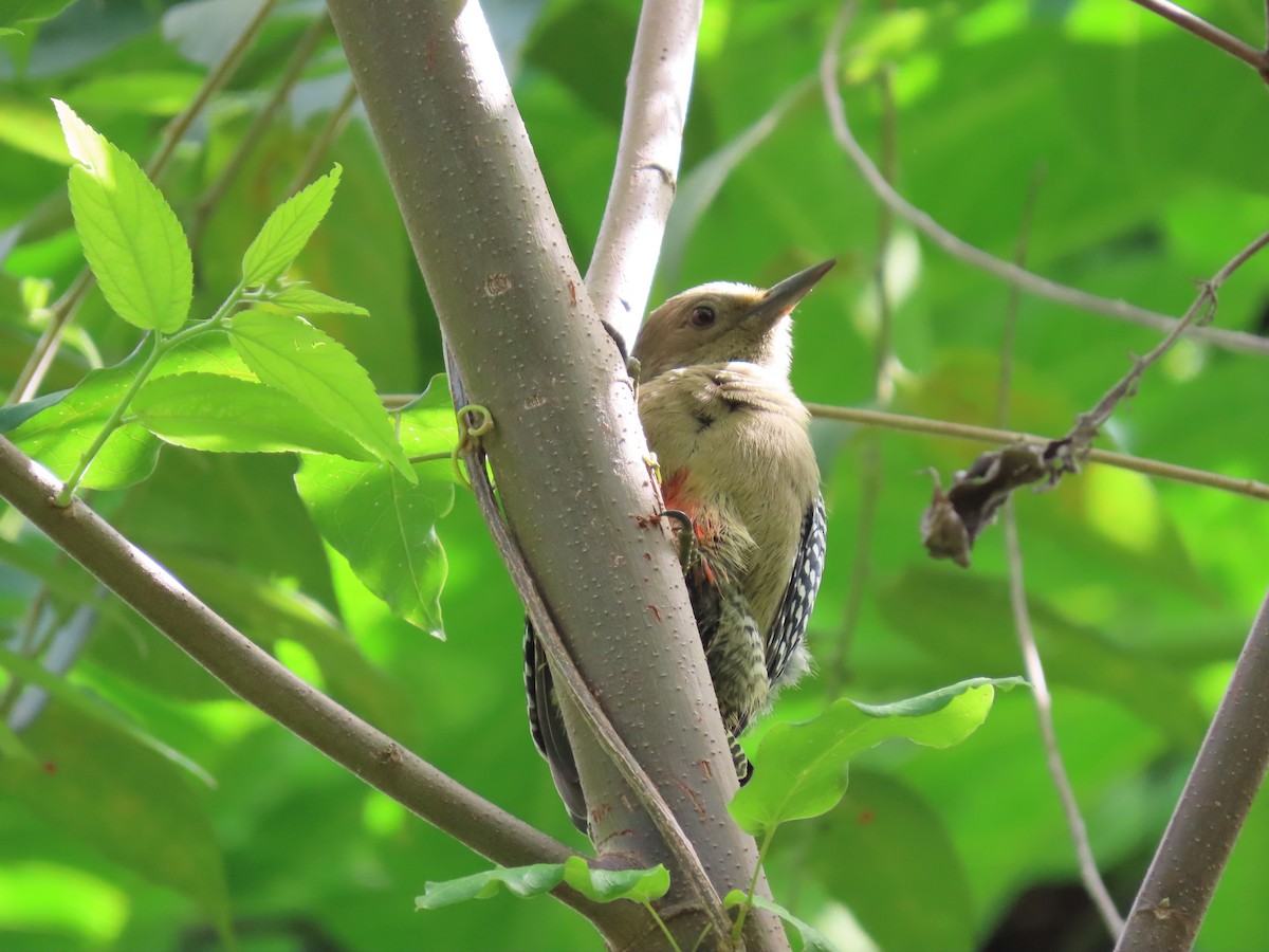 Yucatan Woodpecker - ML644604796