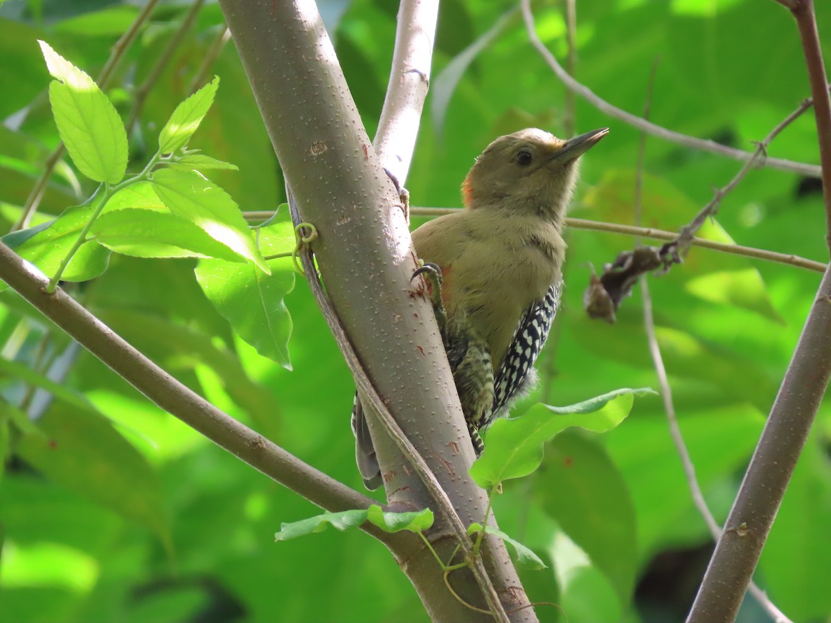 Yucatan Woodpecker - ML644604797