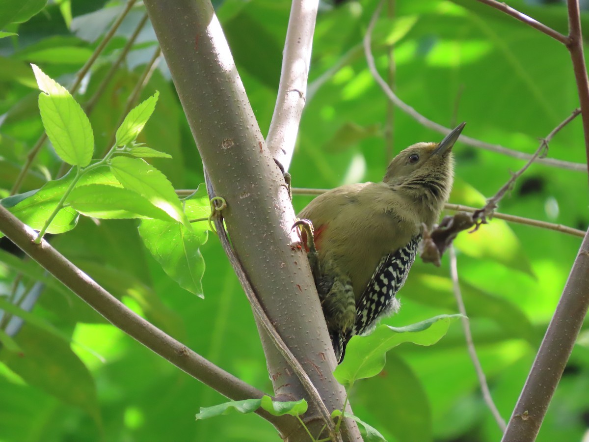 Yucatan Woodpecker - ML644604798