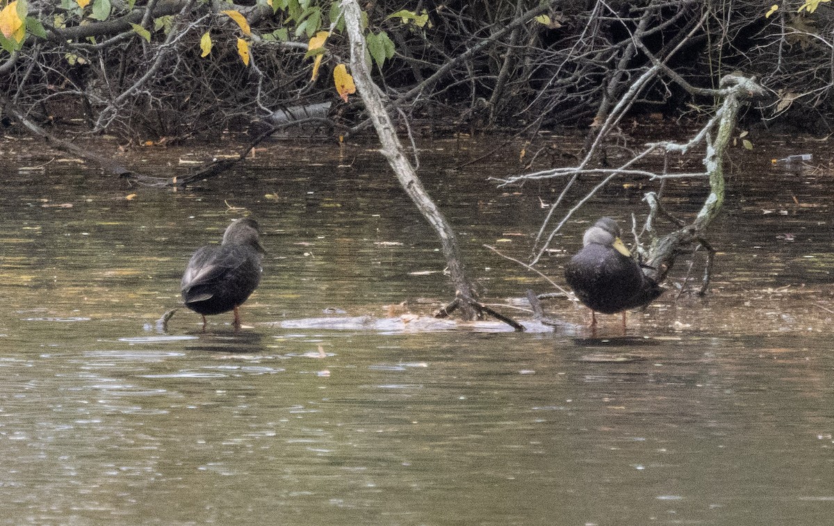 American Black Duck - ML644604801
