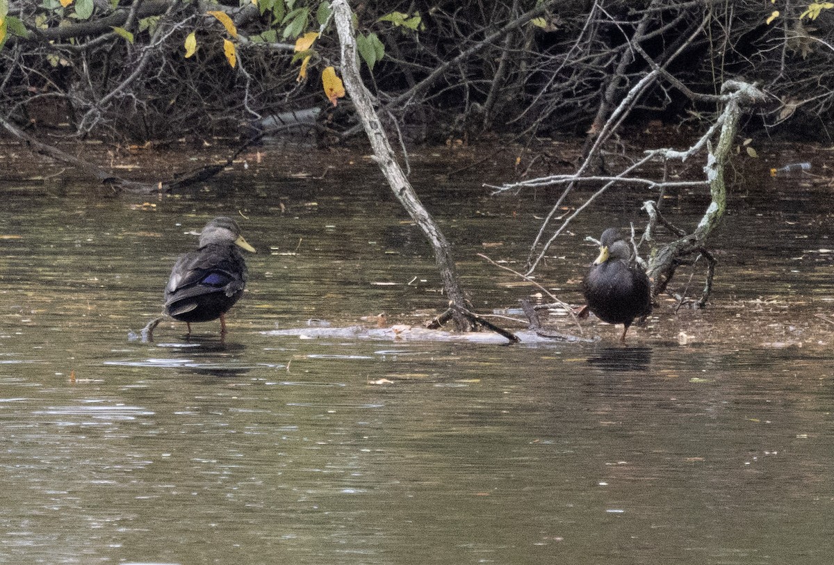 American Black Duck - ML644604802