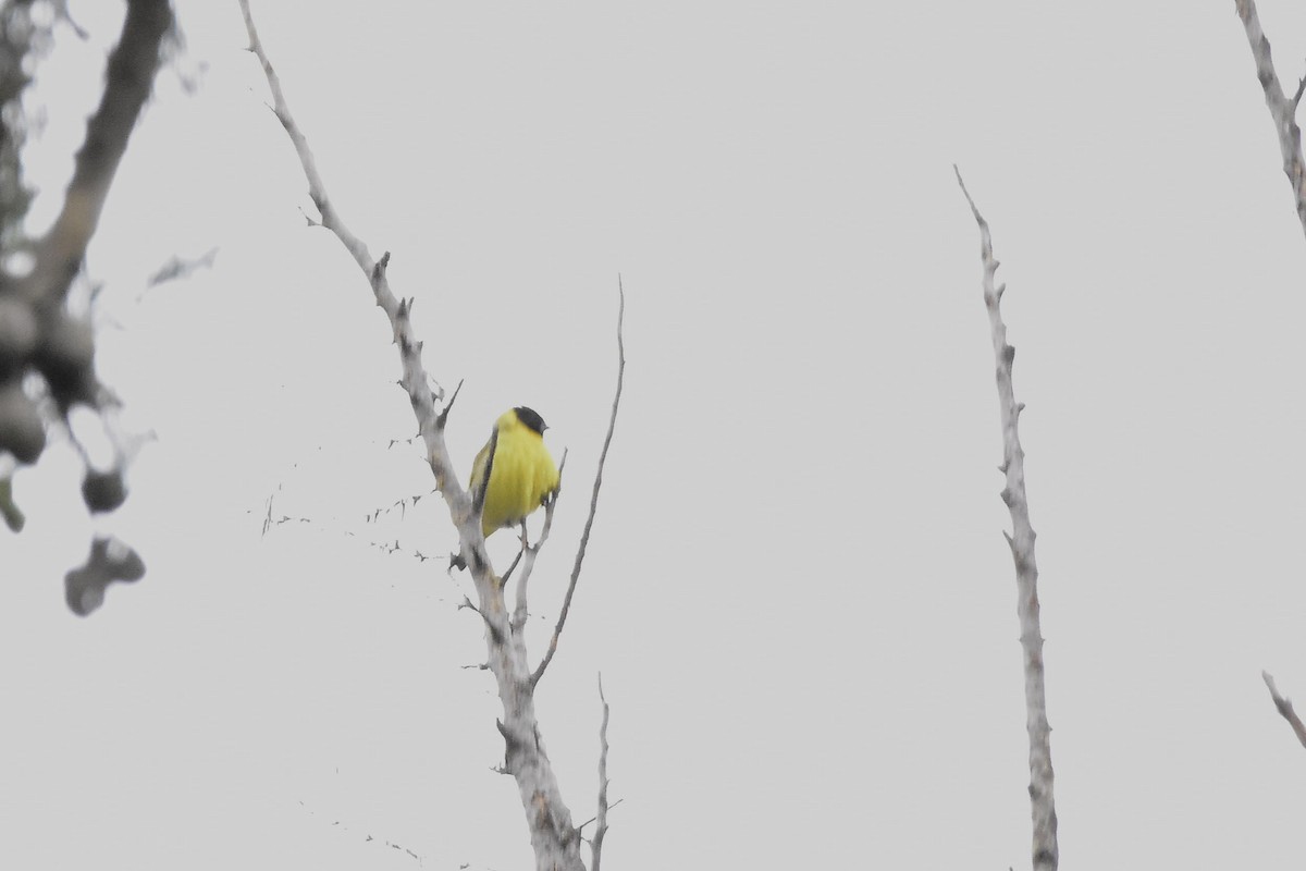 Hooded Siskin - ML644604804